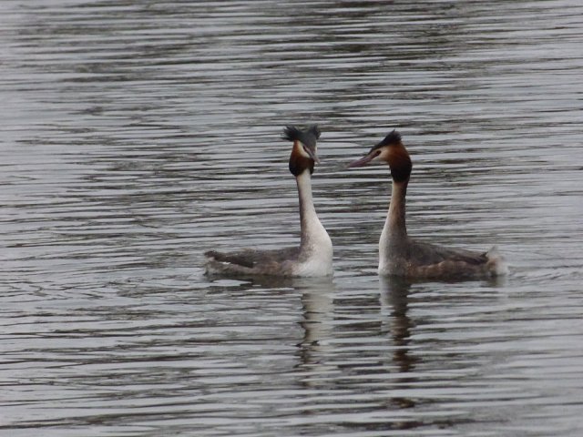 two great crested grebes facing each other on the water