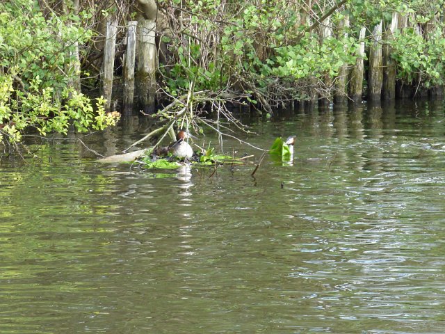 great crested grebe on floating nest