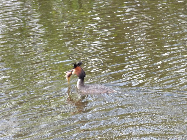 great crested grebe on water with fish in its mouth