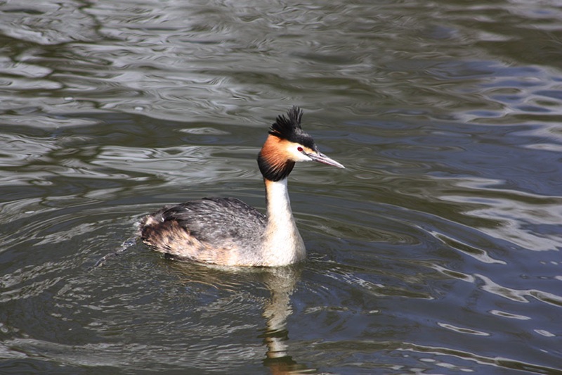great crested grebe on the water
