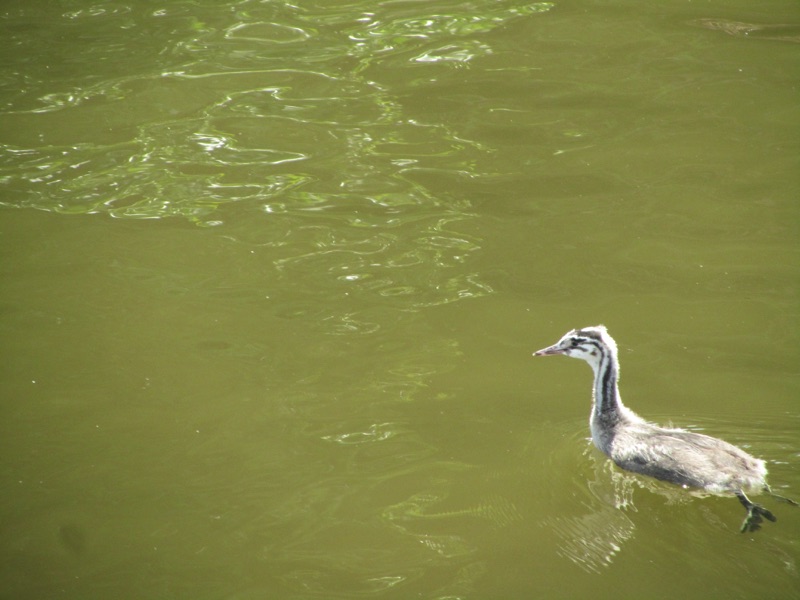 great crested grebelt on water with legs out behind it