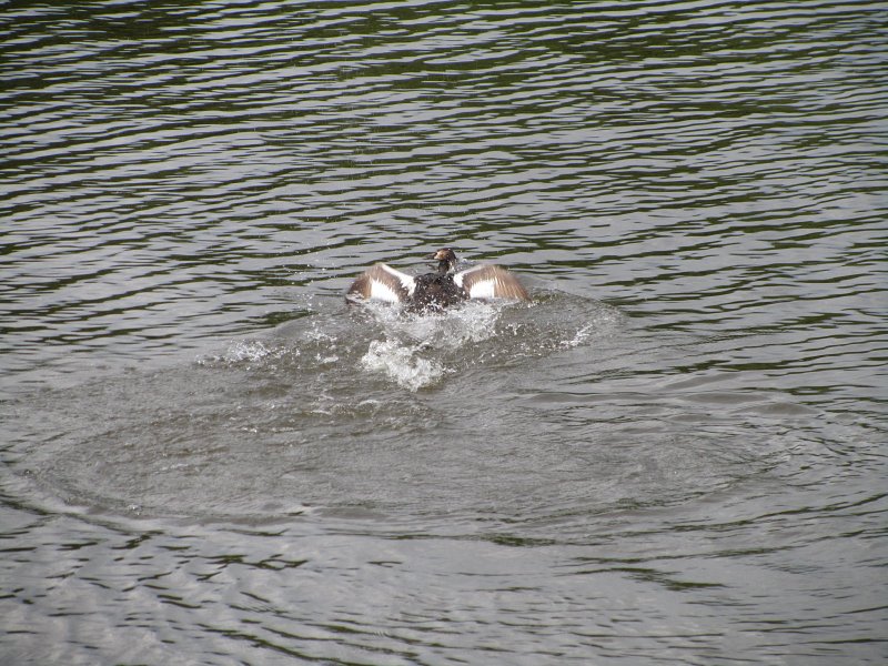 two great crested grebes fighting in the water