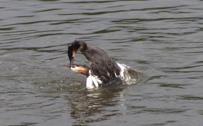 two great crested grebes fighting