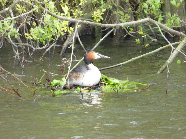 grebe on a floating nest