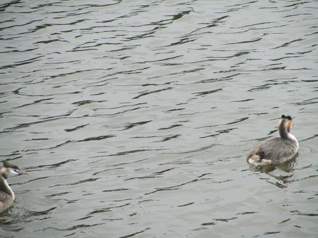 two great crested grebes on the water