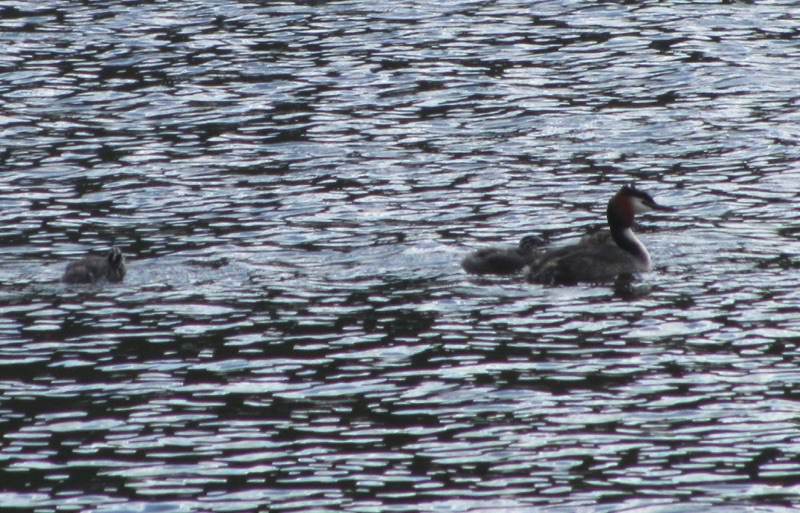 great crested grebe on the water with two grebelets swimming behind