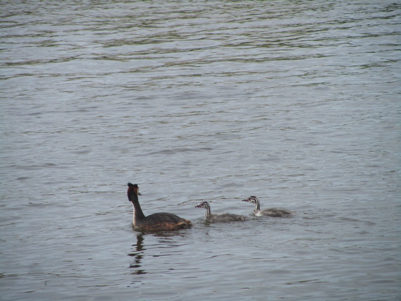 grebe with two greblets following behind