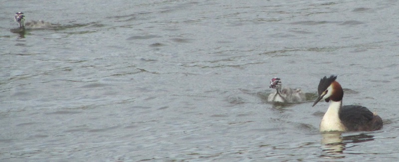 grebe with greblets