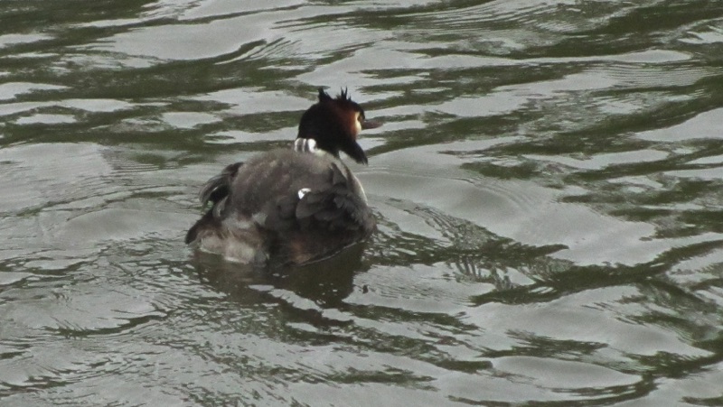 great crested grebe with grebelets on back on the water