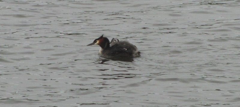 great crested grebe with grebelets riding on its back