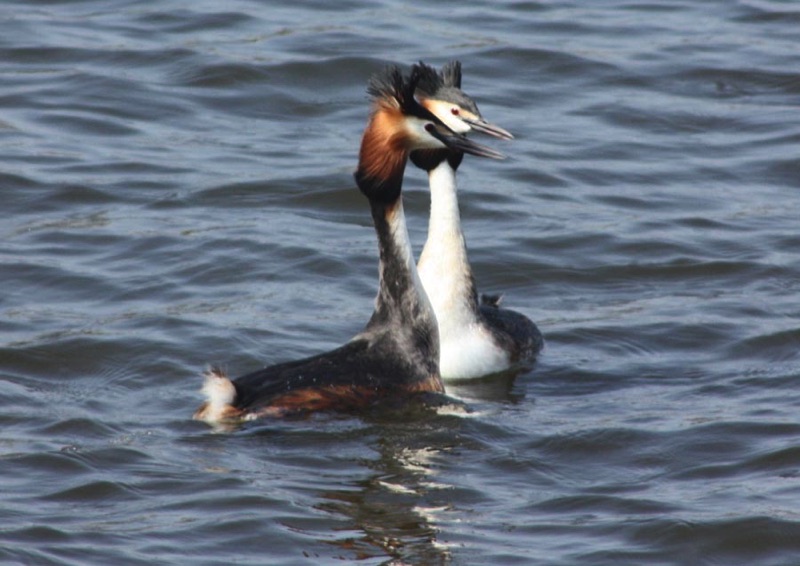 two great crested grebes swimming next to each other