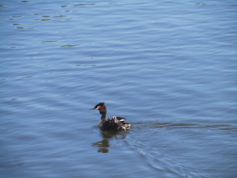 grebe on the water with grebelets on back