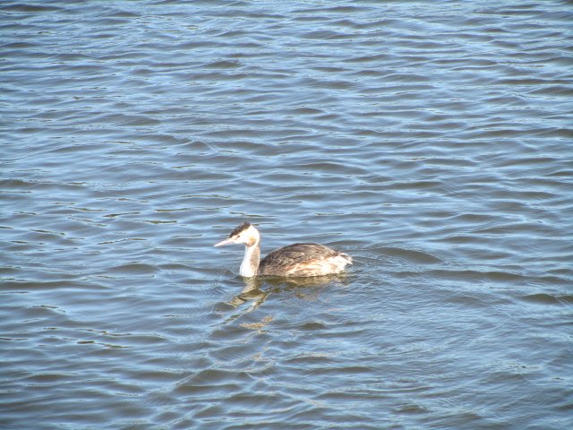 great crested grebe on the water profile view