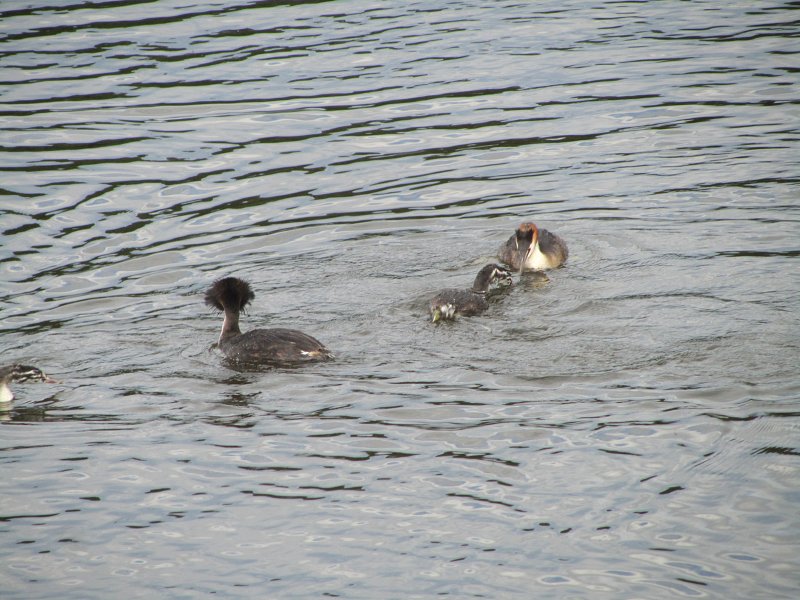 two great crested grebes and two grebelets in the water