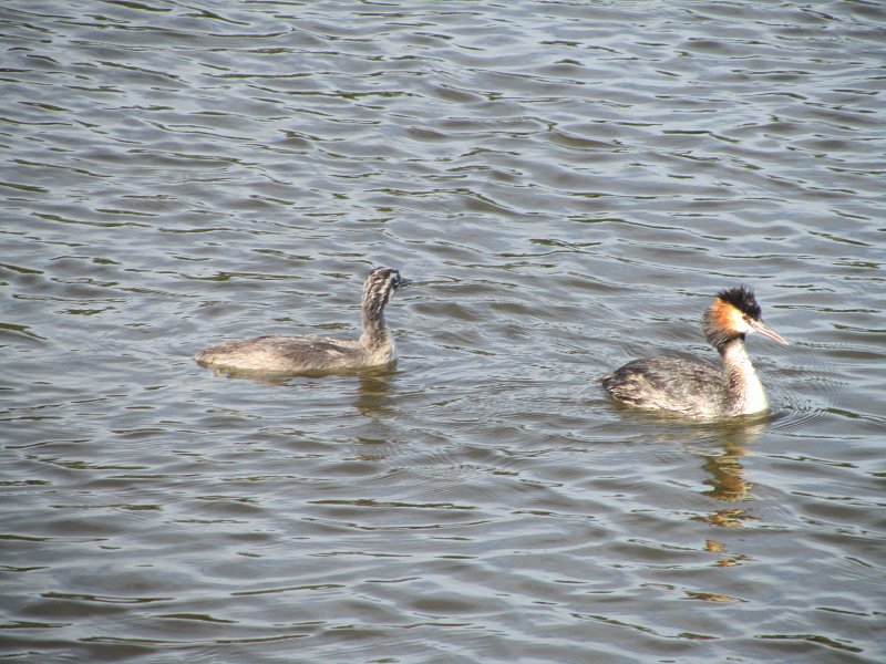 great crested grebe on the water with one grebelet