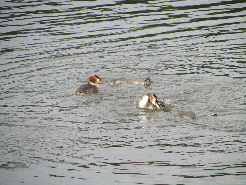 great crested grebes fighting in the water