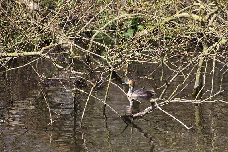 great crested grebe on the water close to a tangled of branches