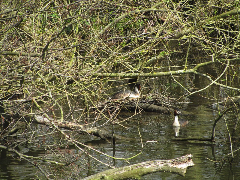 two grebes one on a dry nest on the river one swimming next to the nest