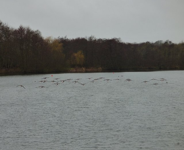 multiple greylag geese flying above water