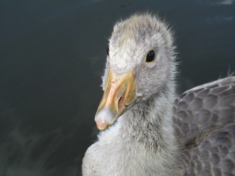 close up of greylag gosling face