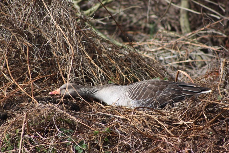 greylag goose on dry nest stretching neck forward