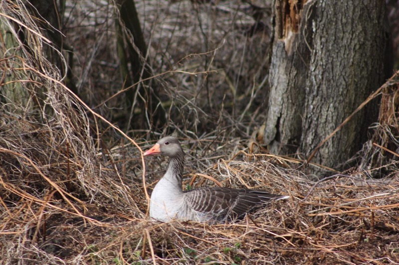 greylag goose sitting on nest of dried reeds on river bank