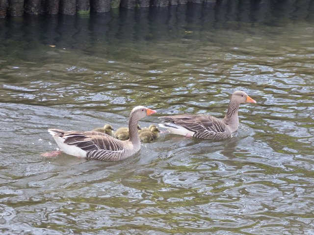 two grelag geese flanking goslings next to river bank