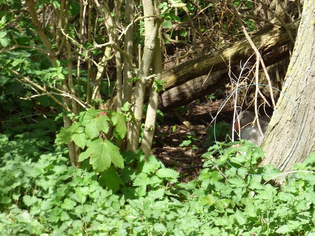 greylag goose barely visible behind tree and foliage on river bank