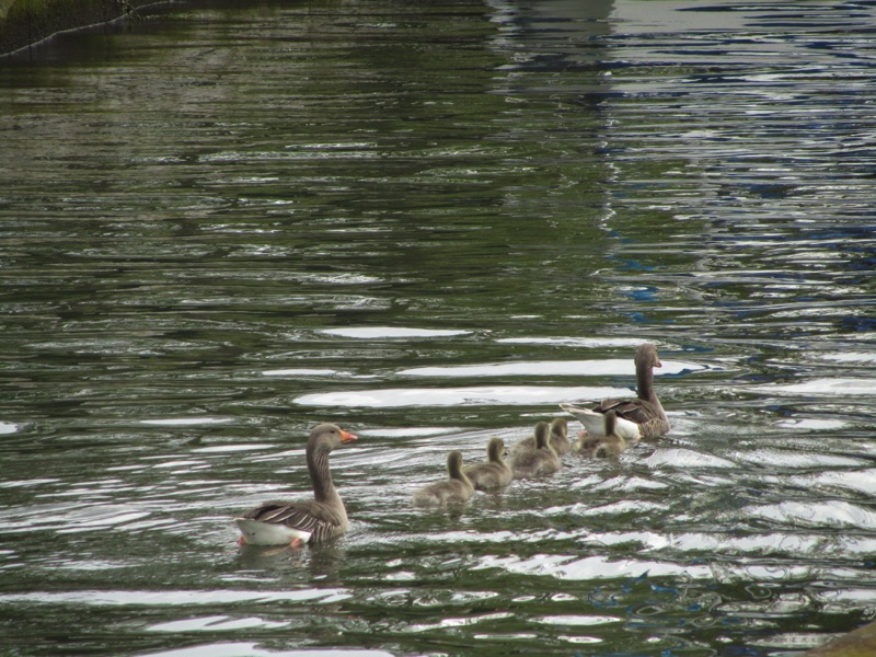 two greylag geese with 5 goslings swimming between them in a line