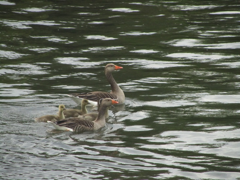 two greylag geese with 3 grebelets swimming between them side by side