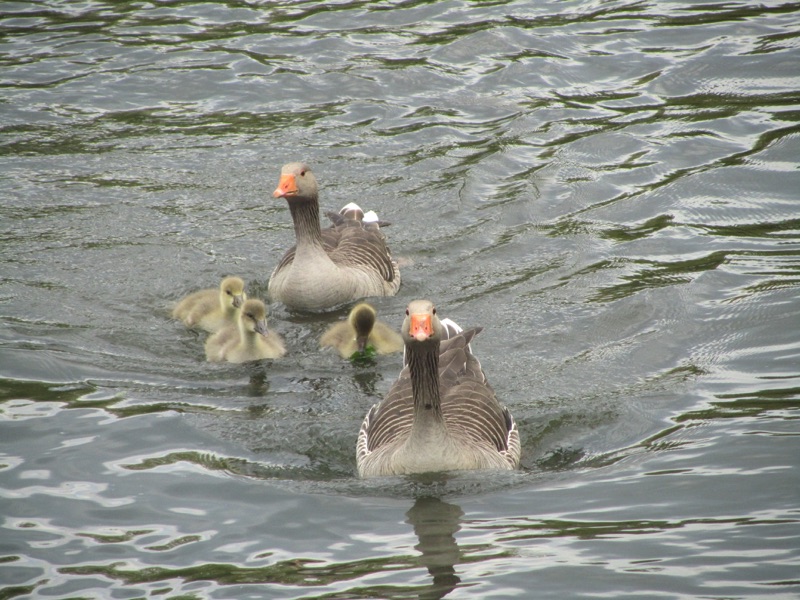 greylag geese with goslings