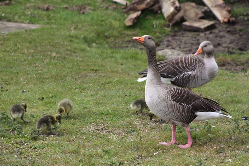 two greylag geese with 5 goslings standing on grass