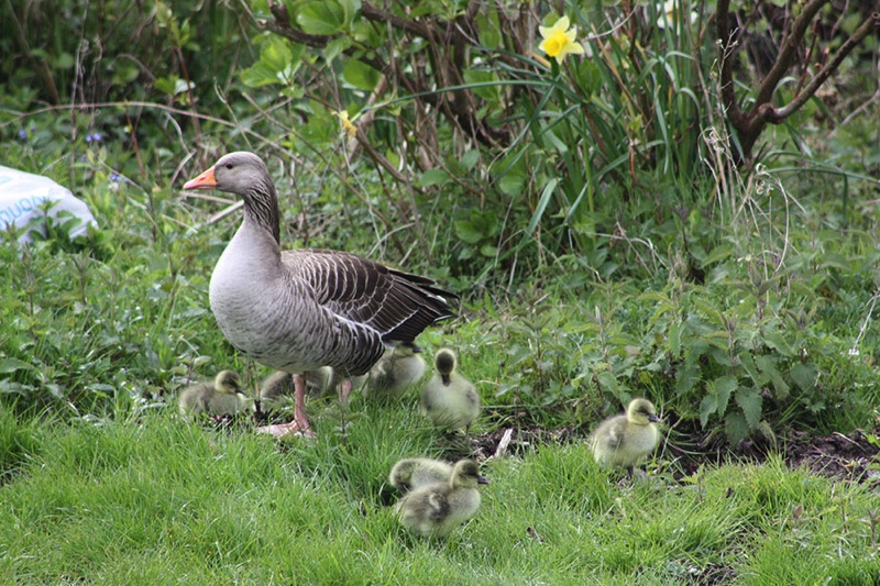 greylag goose with 7 goslings stood on grass