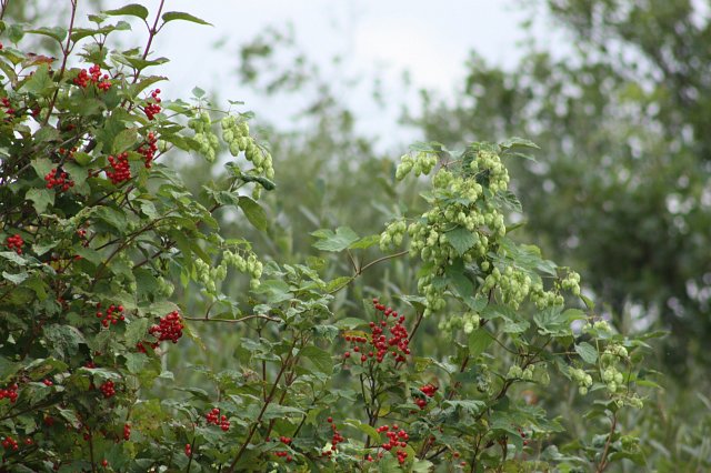 hawthorn plant with many berries