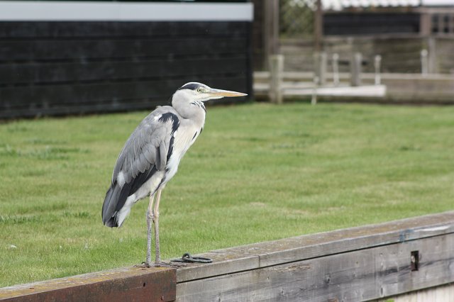 heron standing on river bank looking out to water