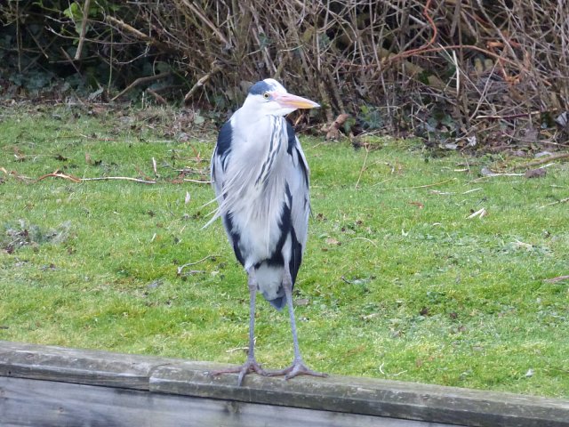 grey heron standing on river bank facing camera