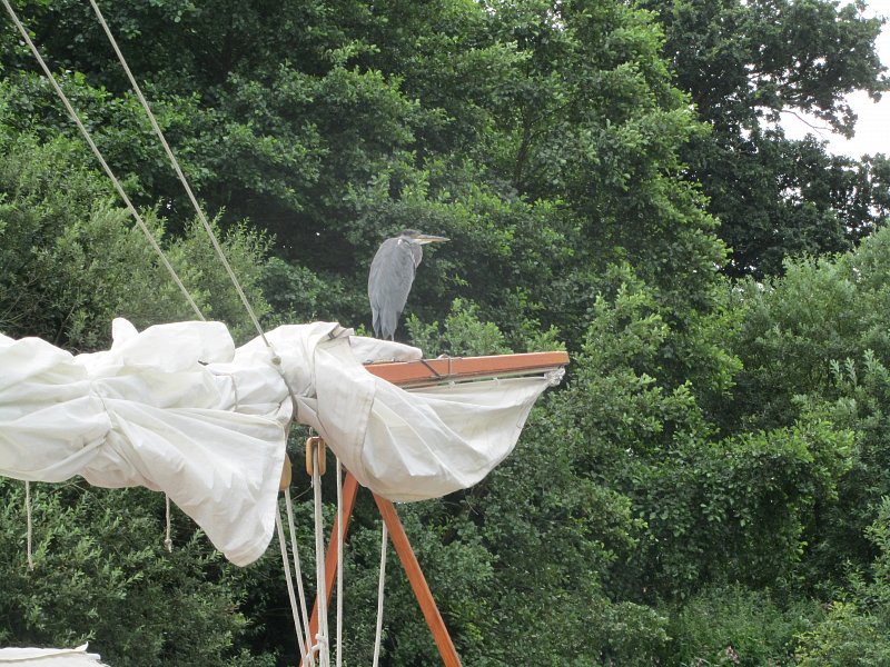 heron standing on sail of traditional sailing boat