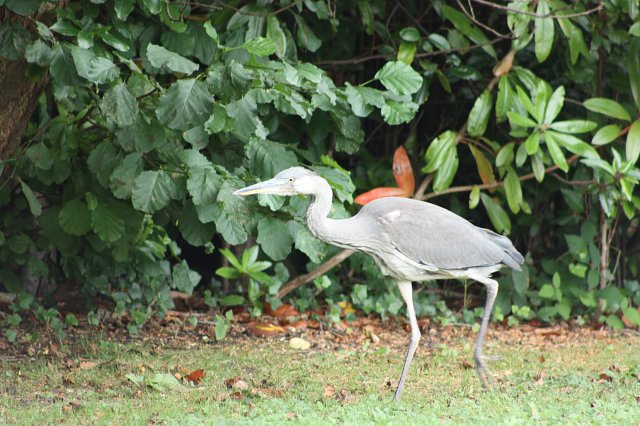 juvenile heron walking along river bank