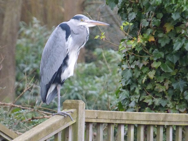 profile of grey heron standing on wooden railings