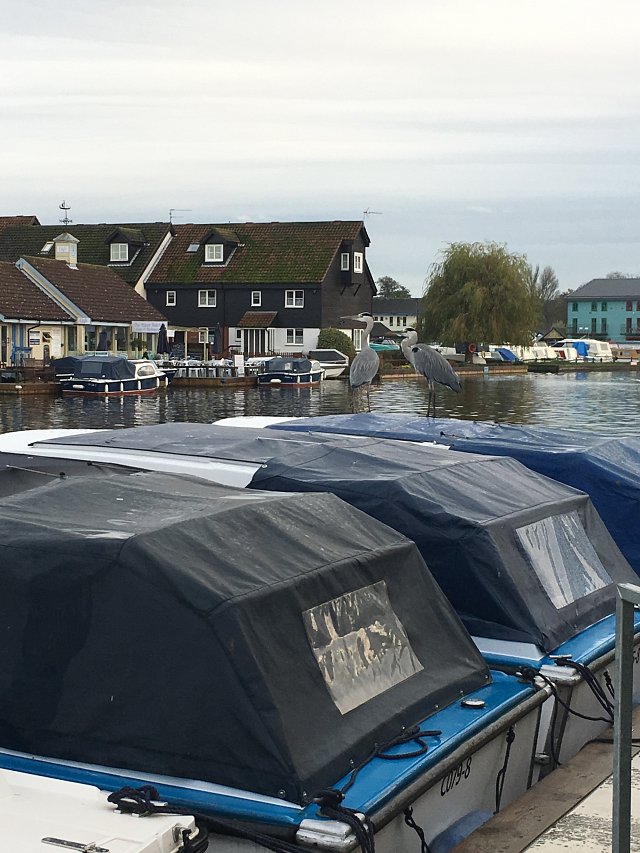 two herons stand on top of a day cruiser in Wroxham