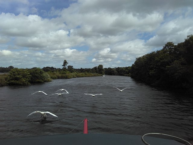 swans flying ahead of passenger trip boat