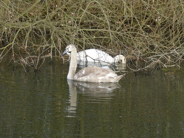 adult swan with almost fully fledged cygnet