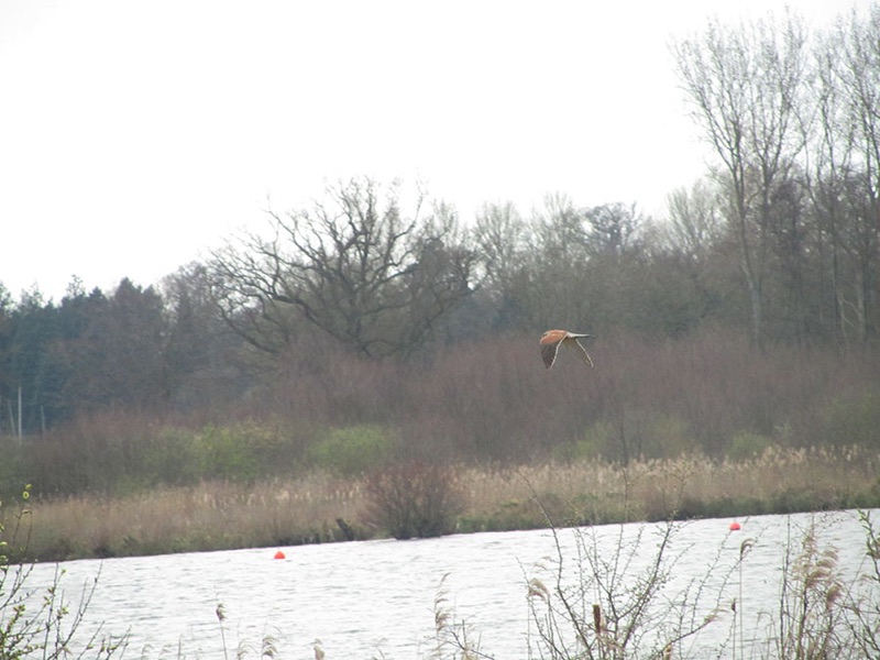 kestrel in flight over wroxham broad