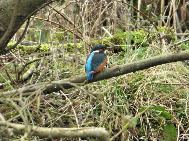 kingfisher perched on branch