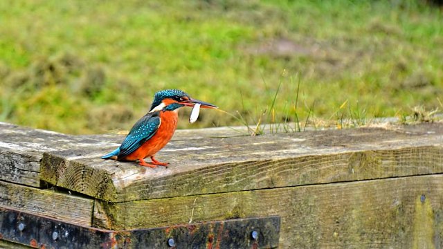 kingfisher standing on wooden platform with fish in mouth