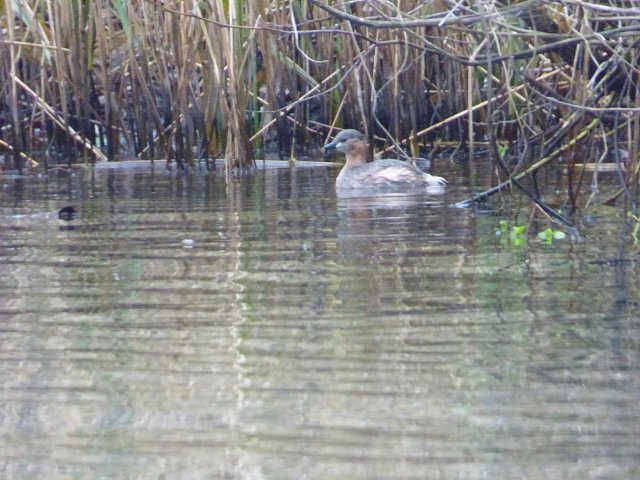 grebelet close up on the water