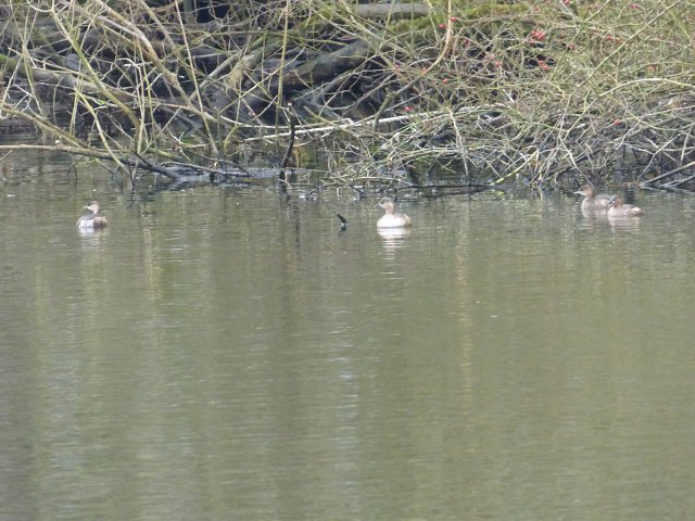 grebelets on the water by the river bank