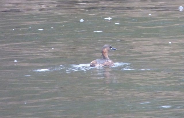 grebelet on the water swimming towards the bank