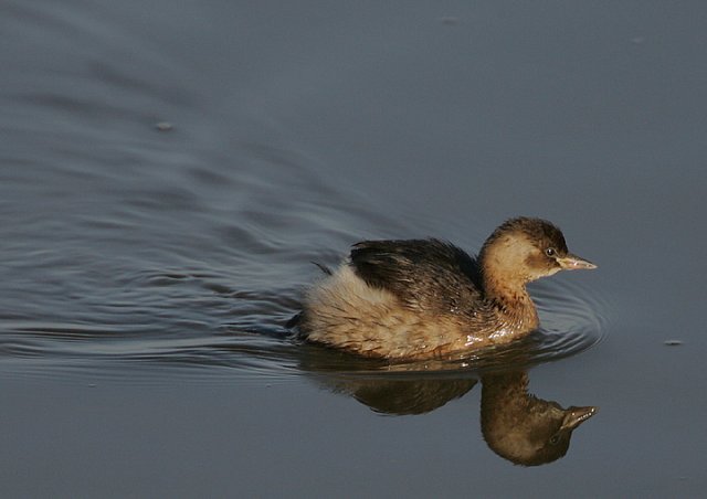 close up of great crested grebelet on the water