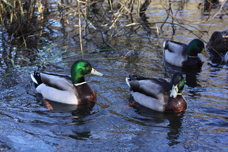 mallard ducks swimming on water